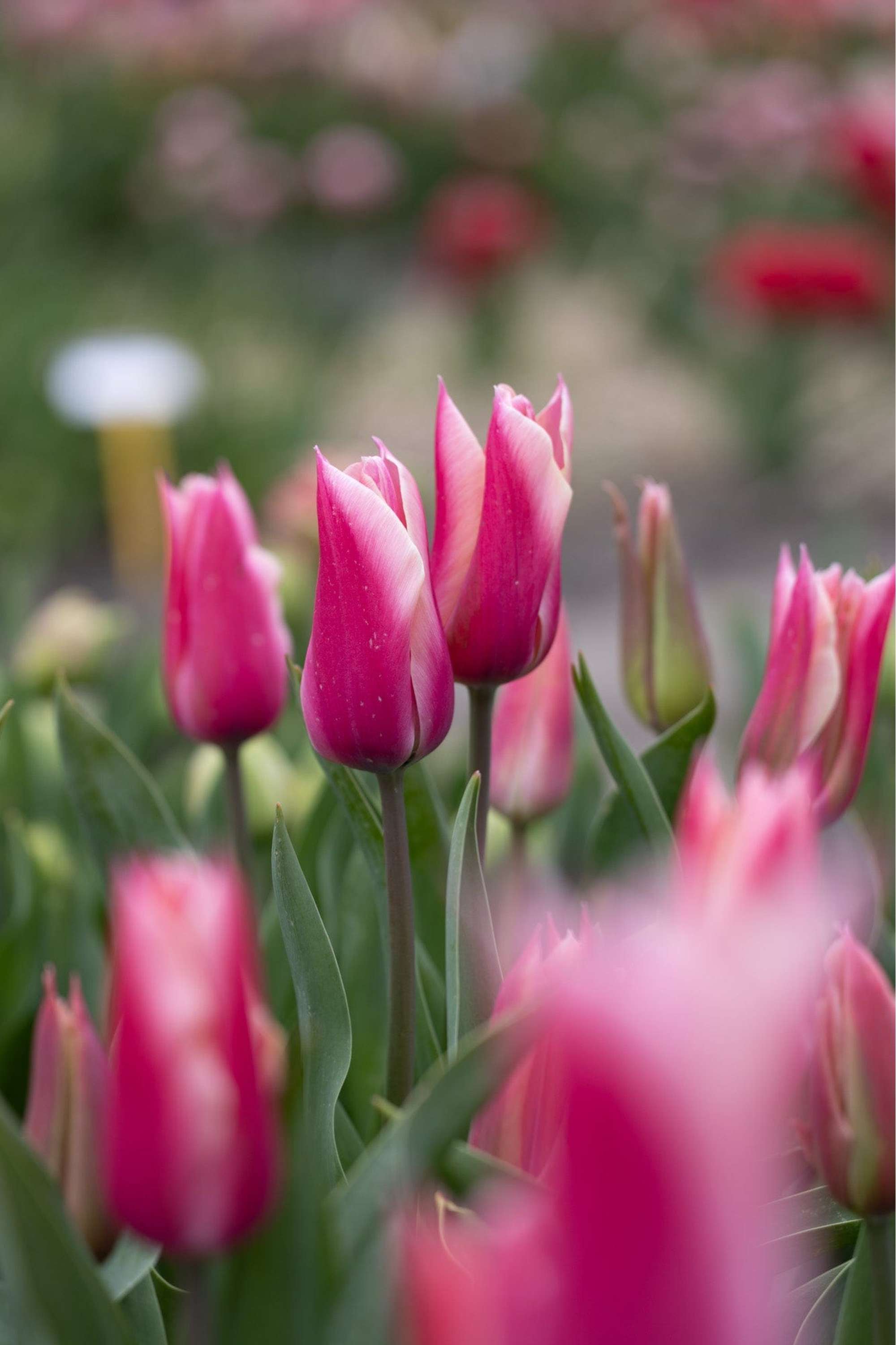 Tulpe 'Sanne'